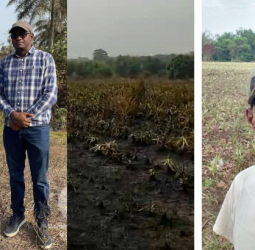 Kindia : Les incendies agricoles se multiplient, les agripreneurs en détresse