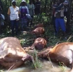Kérouané : 20 bœufs périssent à la suite des inondations
