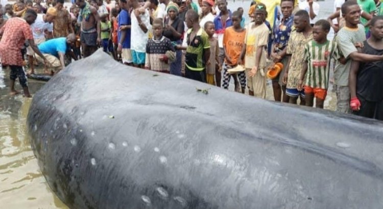 Forécariah : Une baleine géante échouée à Matakong