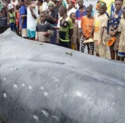 Forécariah : Une baleine géante échouée à Matakong